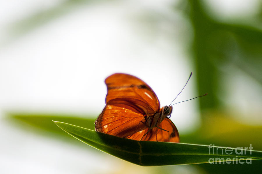 Butterfly Photograph - Simple by Jennifer Englehardt