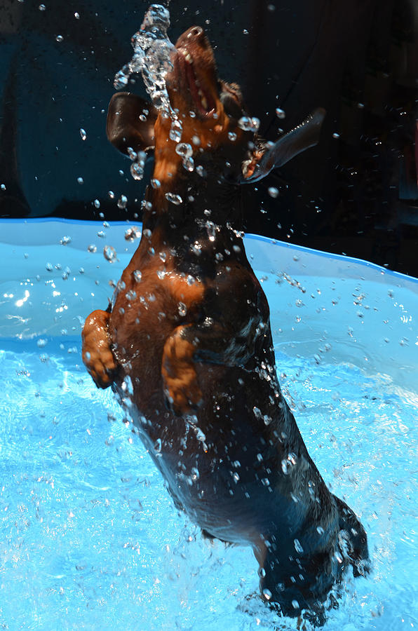Animal Photograph - Simple Pleasures of Romeo The Water Dog by Deprise Brescia