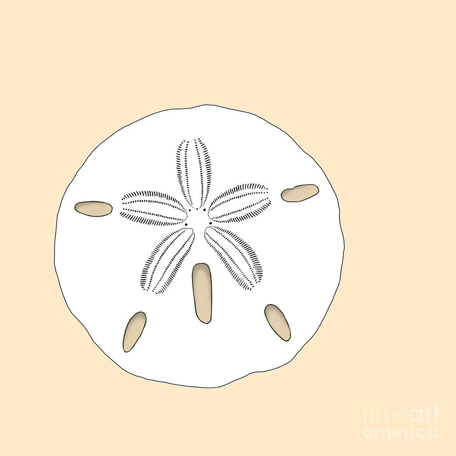 How To Draw A Sand Dollar