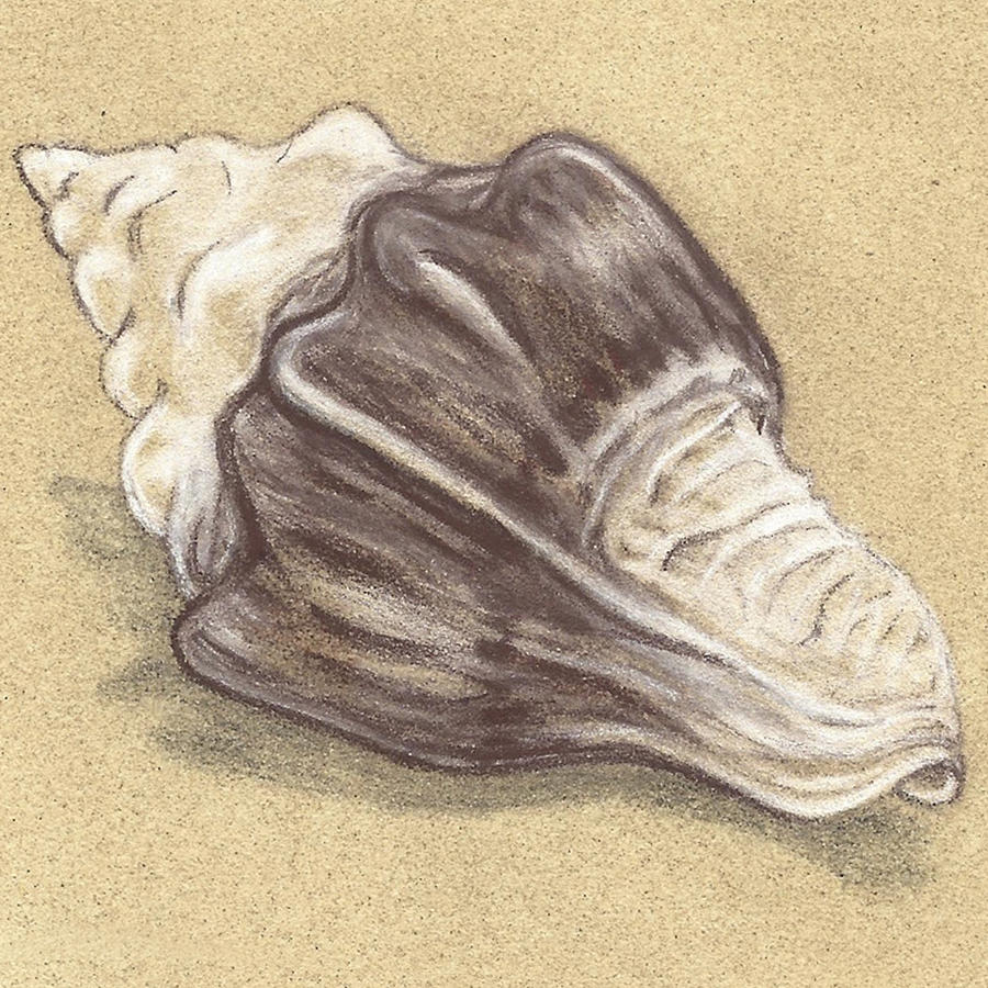 Cool Drawing - Simple Shell #1 by Monica Margarida