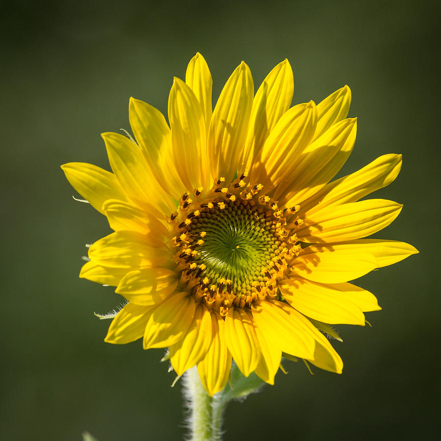 Simple Sunflower Photograph by Paula Ponath