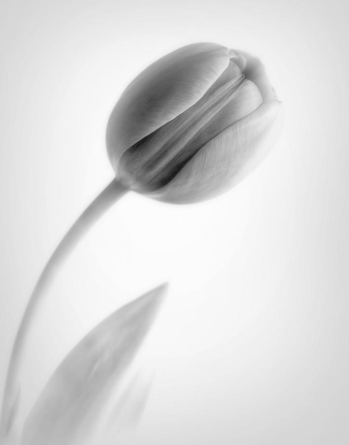 Simple Tulip Photograph by David and Carol Kelly
