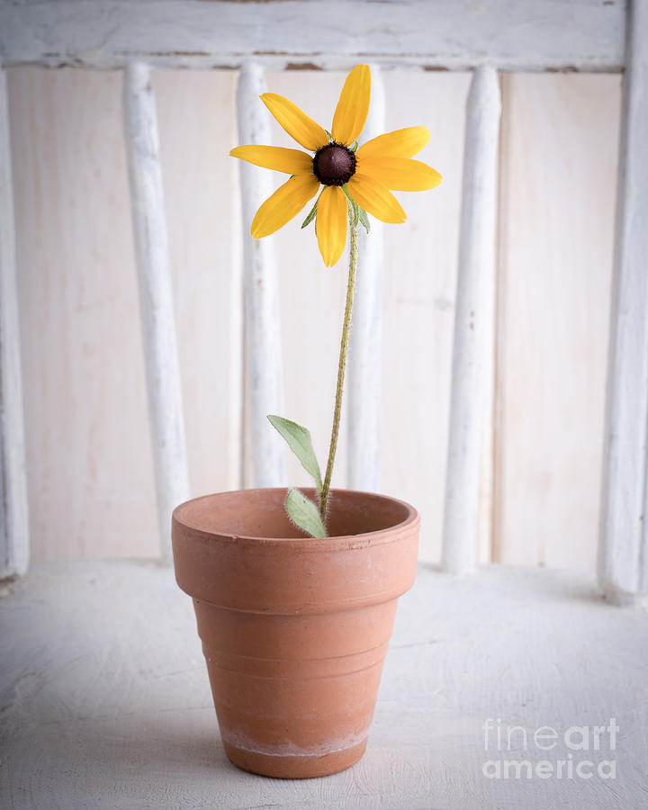 Flowers Still Life Photograph - Simple Yellow Flower by Edward Fielding