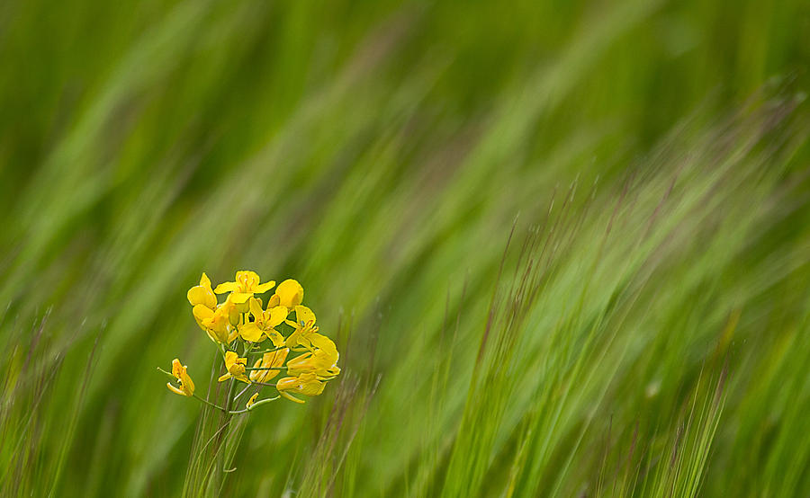 Simple yellow in a sea of green Photograph by Mr Bennett Kent