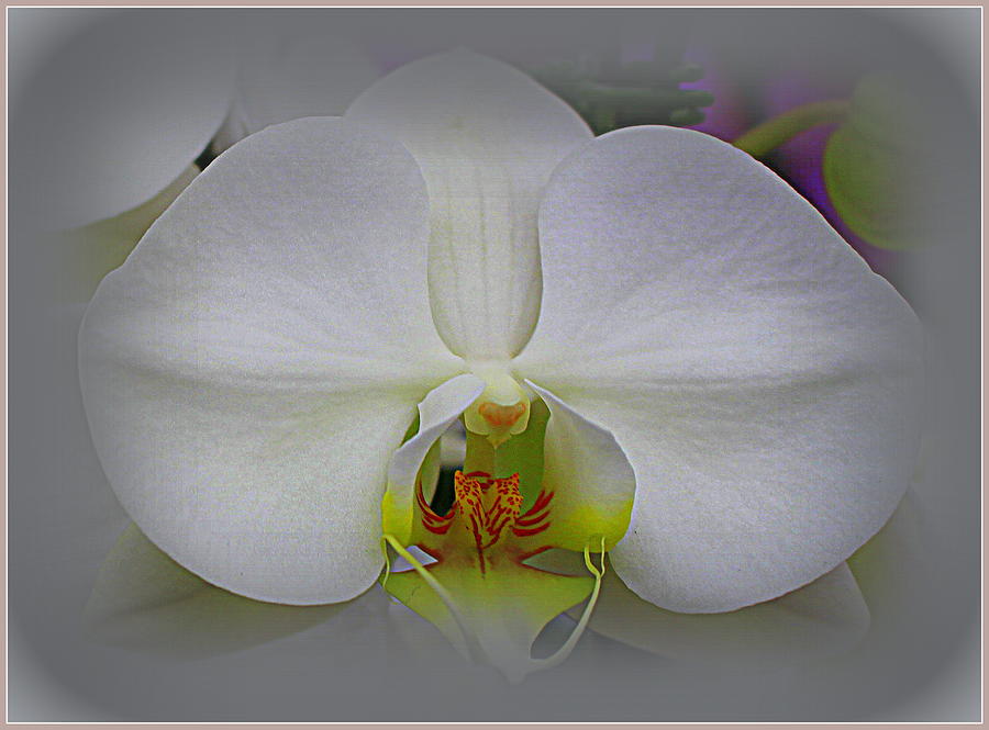 Simplicity - A White Orchid Photograph by Dora Sofia Caputo