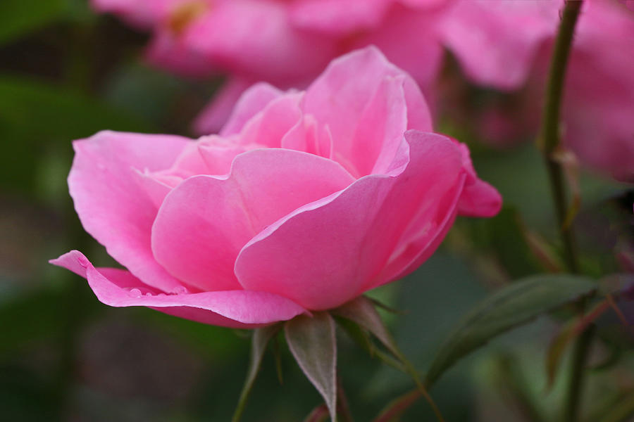 Flower Photograph - Simplicity Floribunda Rose by Allen Beatty