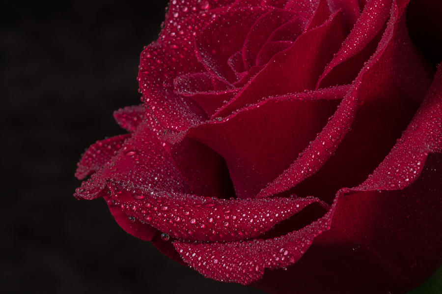 Rose Photograph - Simplicity by Garvin Hunter