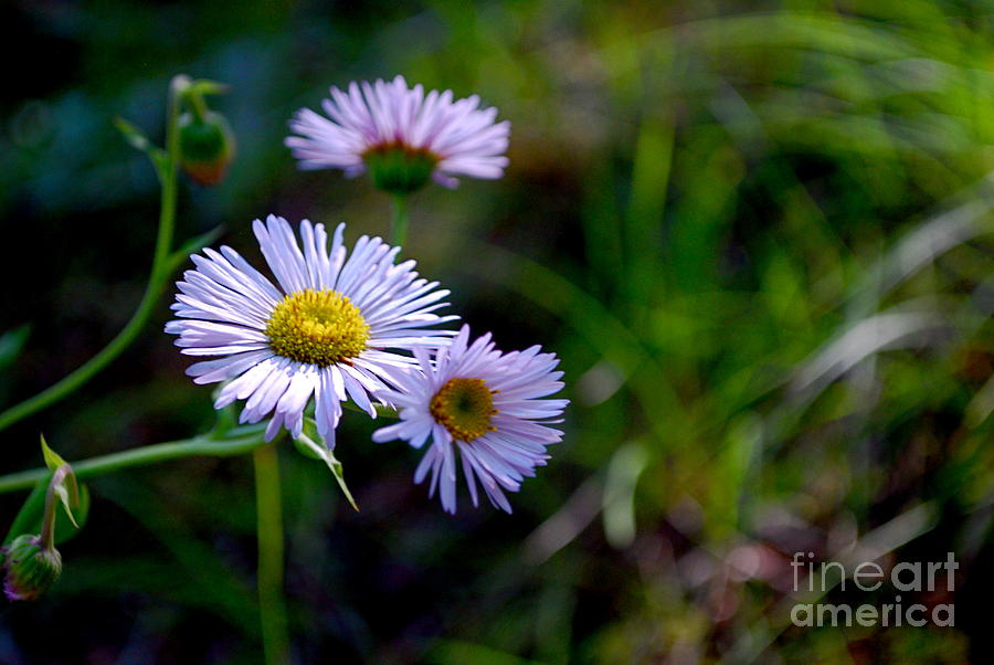Flower Photograph - Simplicity by Kimberly  Lynn