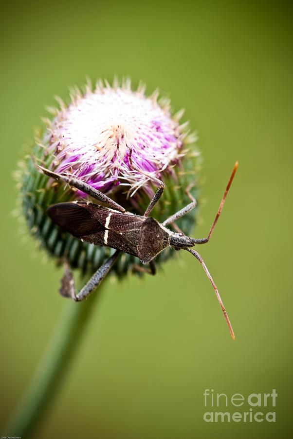 Insects Photograph - Simplistic Wonder by Charles Dobbs