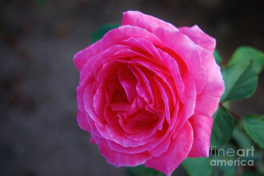 SimPLy a RoSE Photograph by Angela J Wright