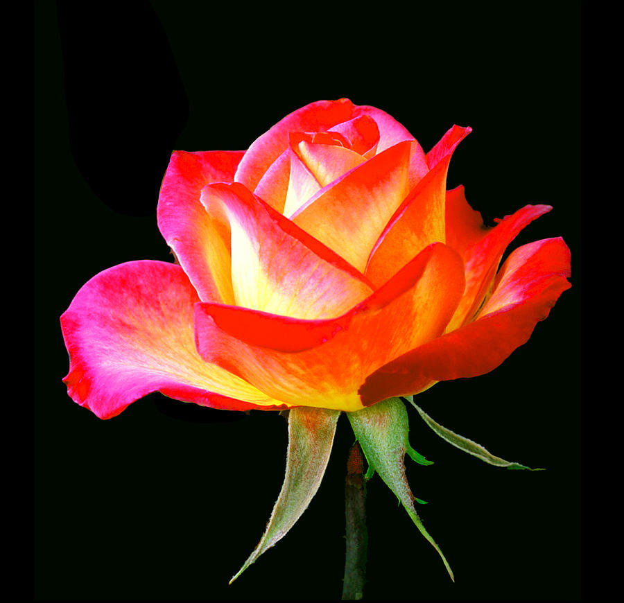 Simply a Rose Photograph by Floyd Hopper