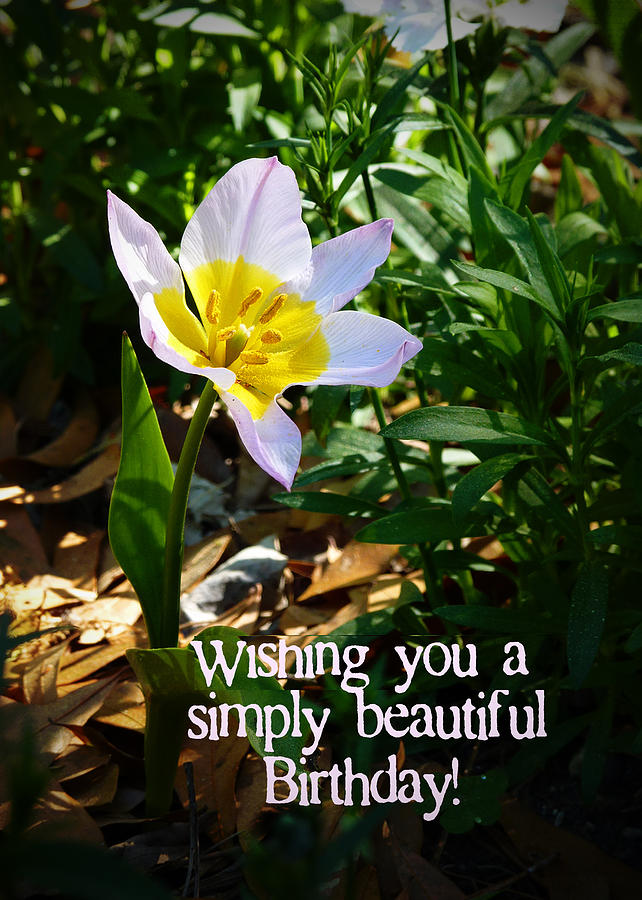 Simply Beautiful Birthday Card Photograph by Carla Parris