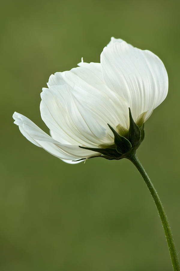 Flower Photograph - Simply Beautiful by Penny Meyers