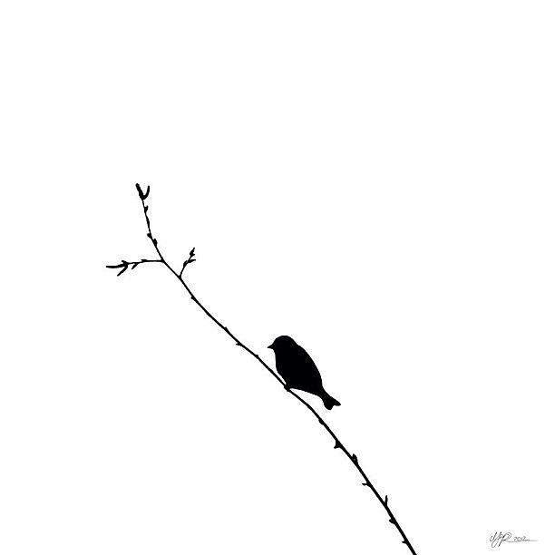 Black And White Photograph - Simply bird by Marianne Hope