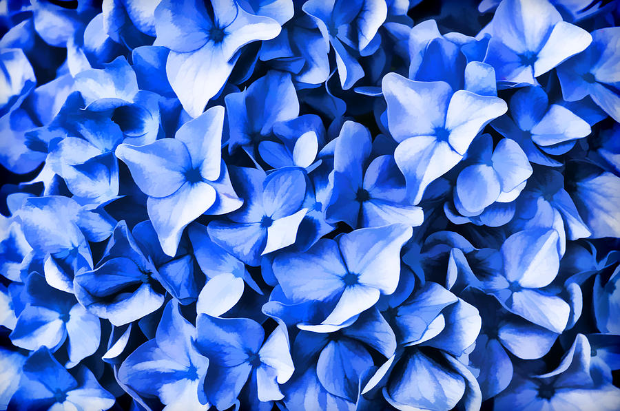 Simply Blue Photograph by Cathy Kovarik