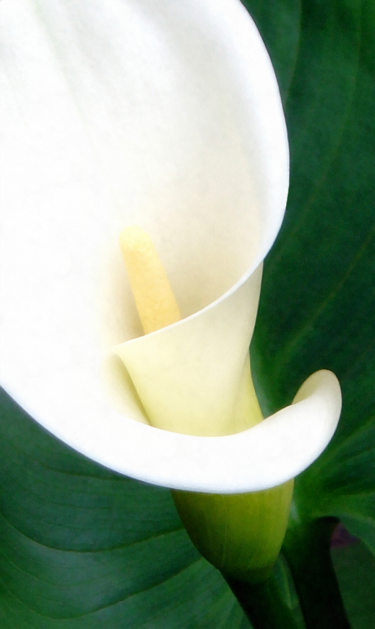 Simply Calla Lily Photograph by Angelina Tamez