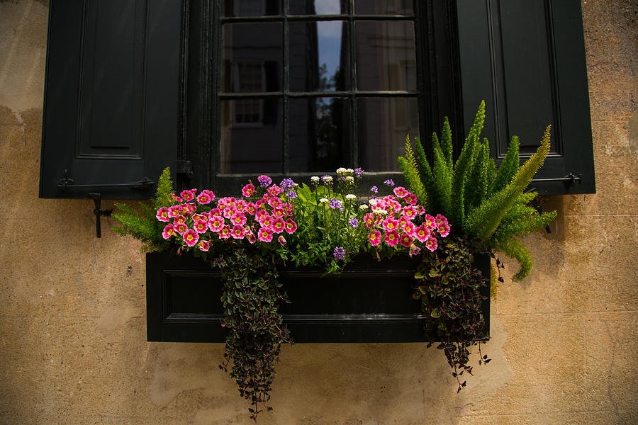 Flower Photograph - Simply Charleston by Karol Livote