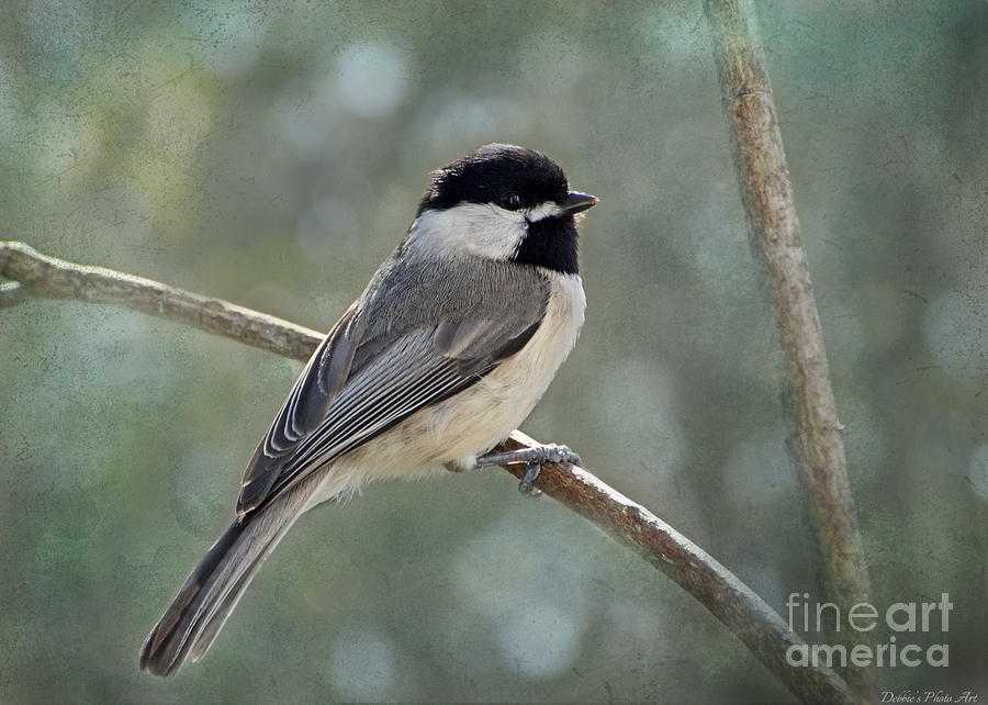 Simply Chickadee Photograph by Debbie Portwood