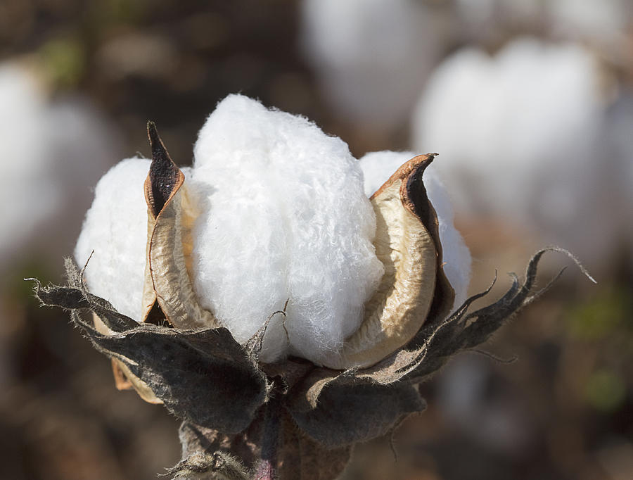 Simply Cotton Photograph by Kathy Clark