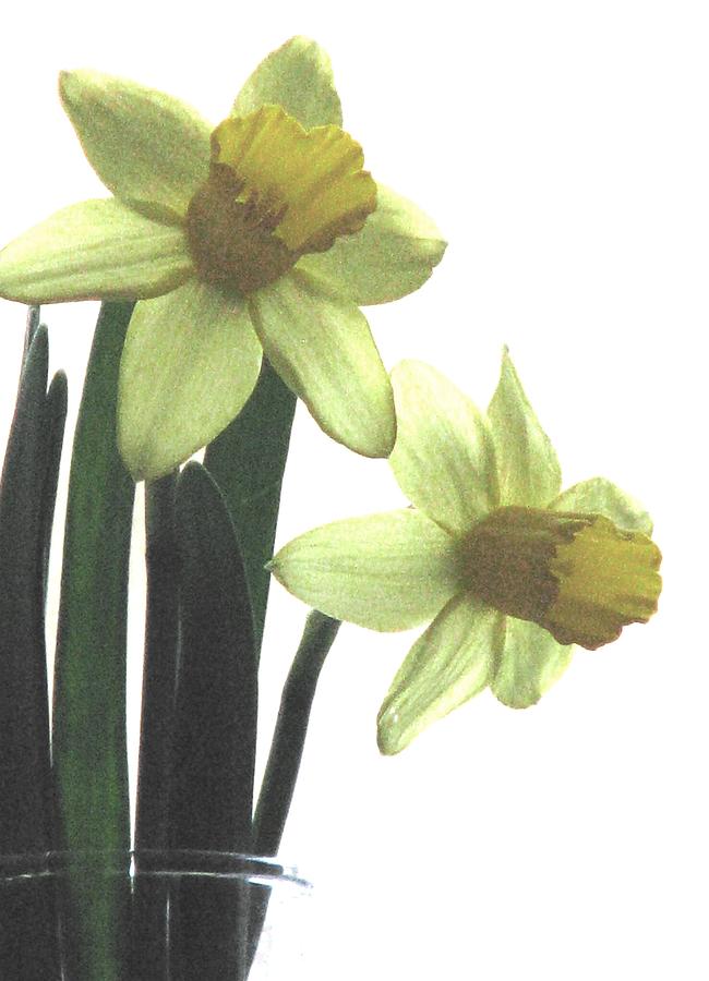 Simply Daffodils Photograph by Angela Davies