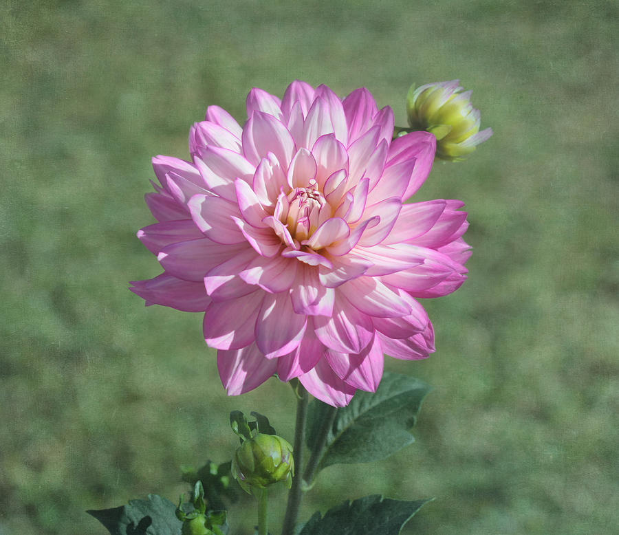 Flower Photograph - Simply Dahlia by Kim Hojnacki