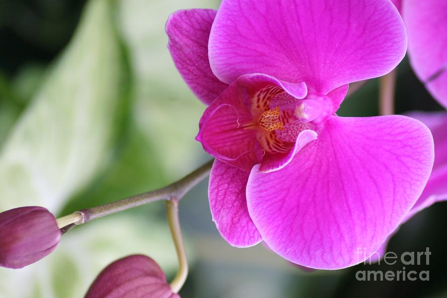 Simply Delicate Pink Orchid Photograph by Mary Lou Chmura