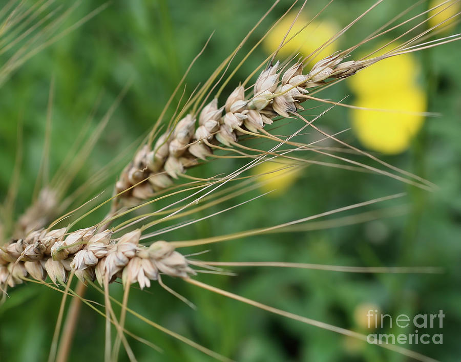 Simply Dried Grass Photograph by Smilin Eyes Treasures