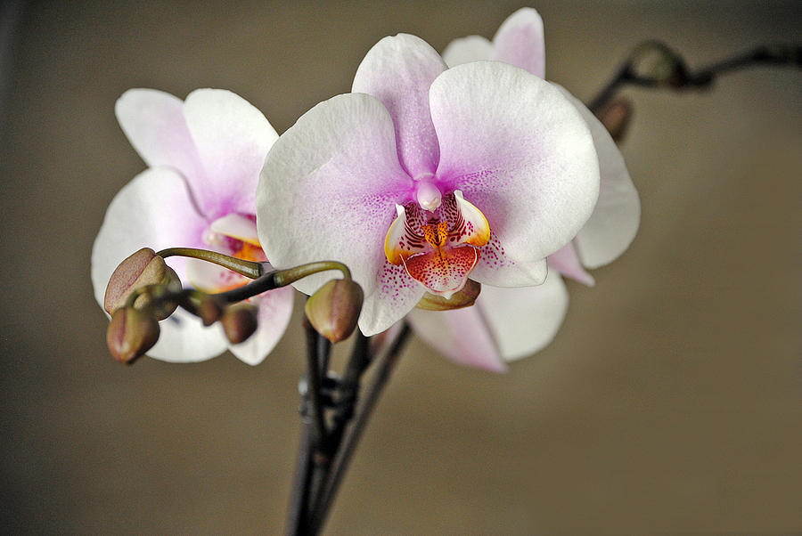 Orchid Photograph - Simply Elegant by Skip Willits