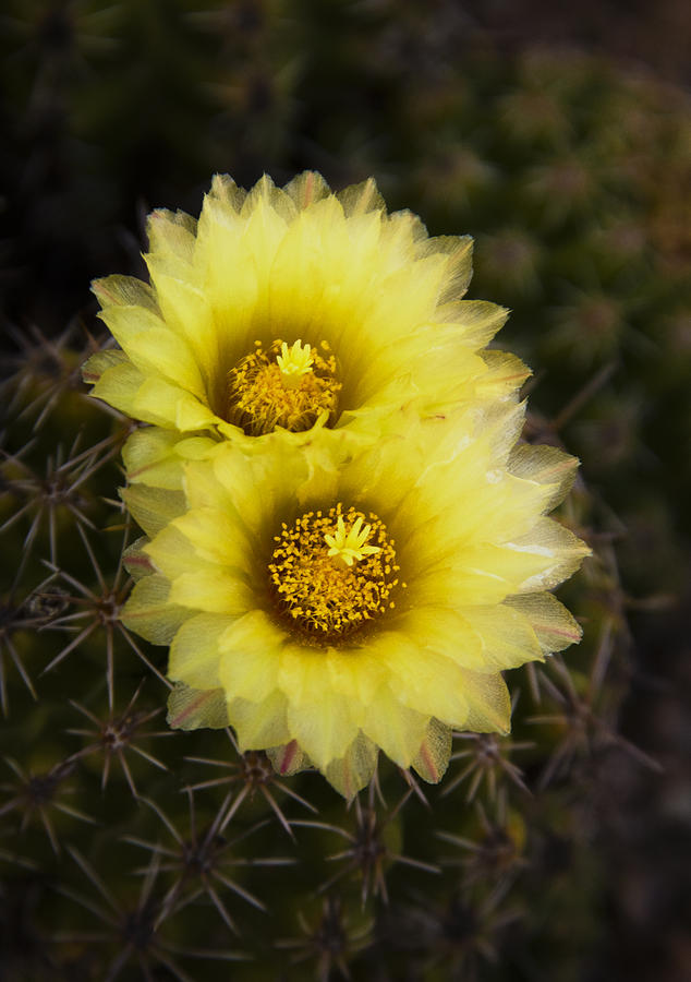 Nature Photograph - Simply Golden Cactus Flowers  by Saija Lehtonen