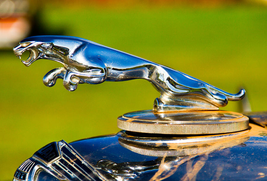 Simply jaguar-front emblem Photograph by Eti Reid