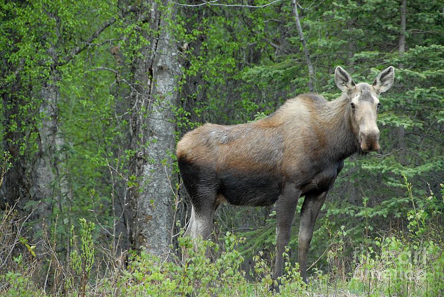 Simply Moose Photograph by Dyle   Warren