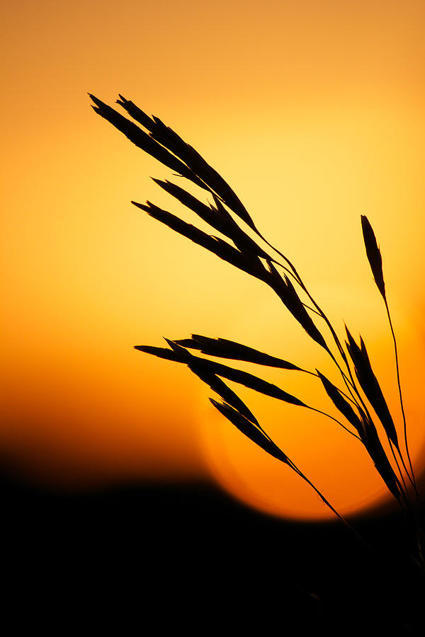 Sunset Photograph - Simply Natural by Penny Meyers