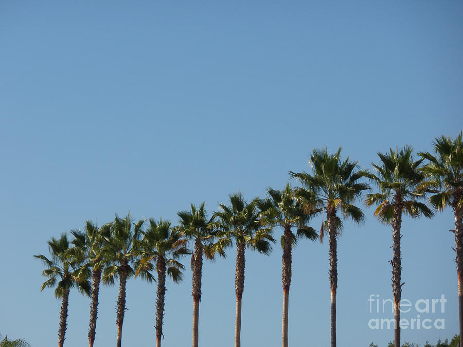 Los Angeles Photograph - Simply Palms by HEVi FineArt