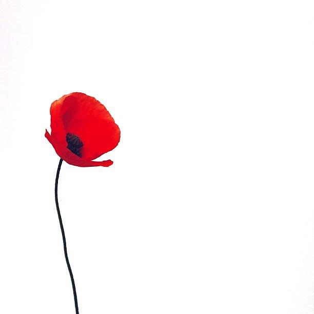 Poppy Photograph - Simply poppy 1 by Marianne Hope