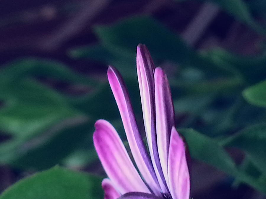 Garden Photograph - Simply Purple by  Jeff Mantz Rhodes
