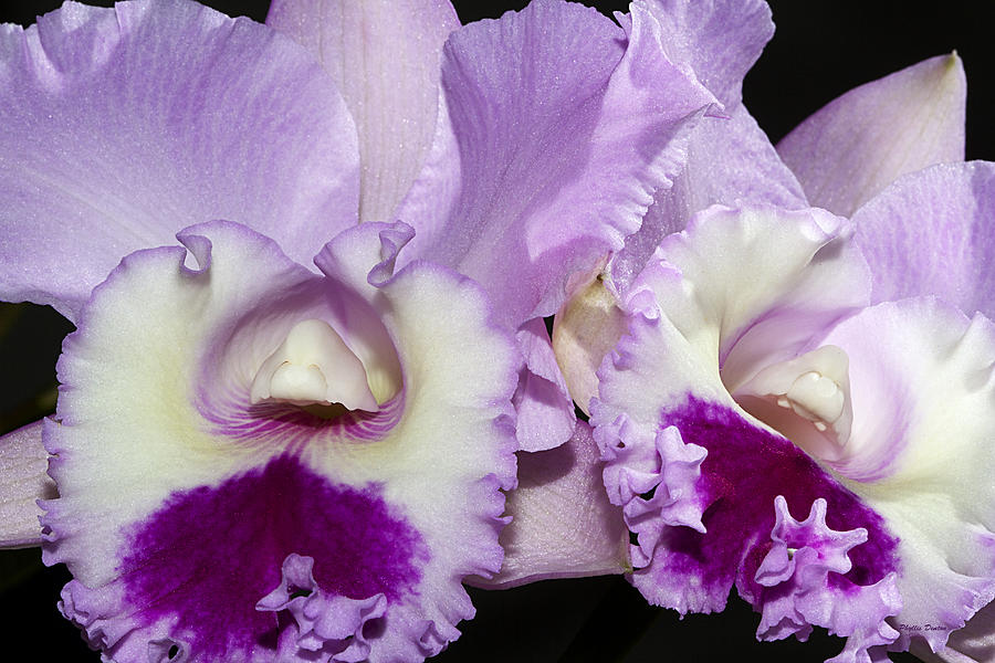 Simply Purple Orchids Photograph by Phyllis Denton