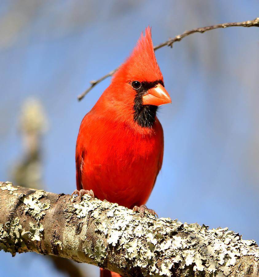 Cardinal Photograph - Simply Red by Deena Stoddard