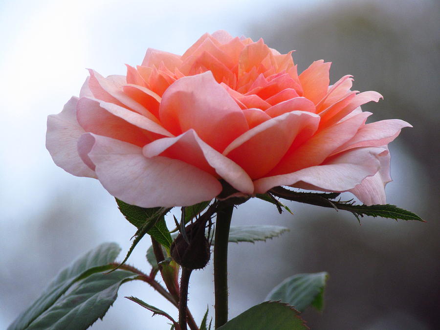 Simply Rose  Photograph by Carol Montoya