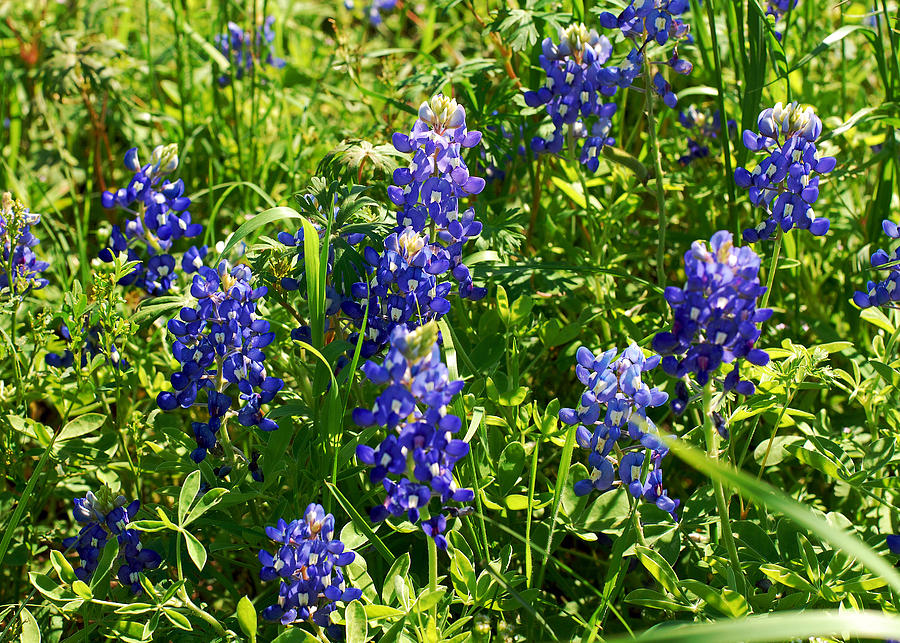 Simply Texas Bluebonnets. Lupinus Texensis  Photograph by Connie Fox
