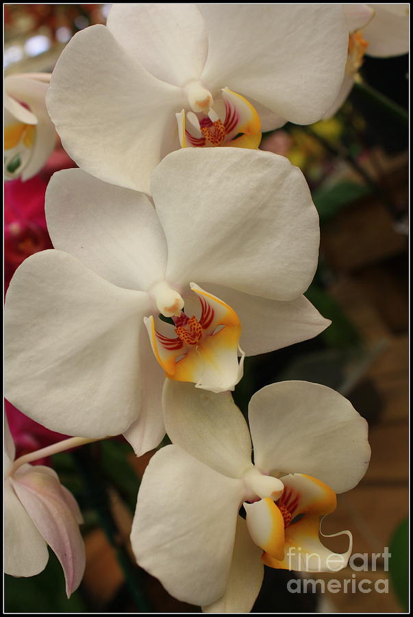 Cascade of White Orchids Photograph by Dora Sofia Caputo