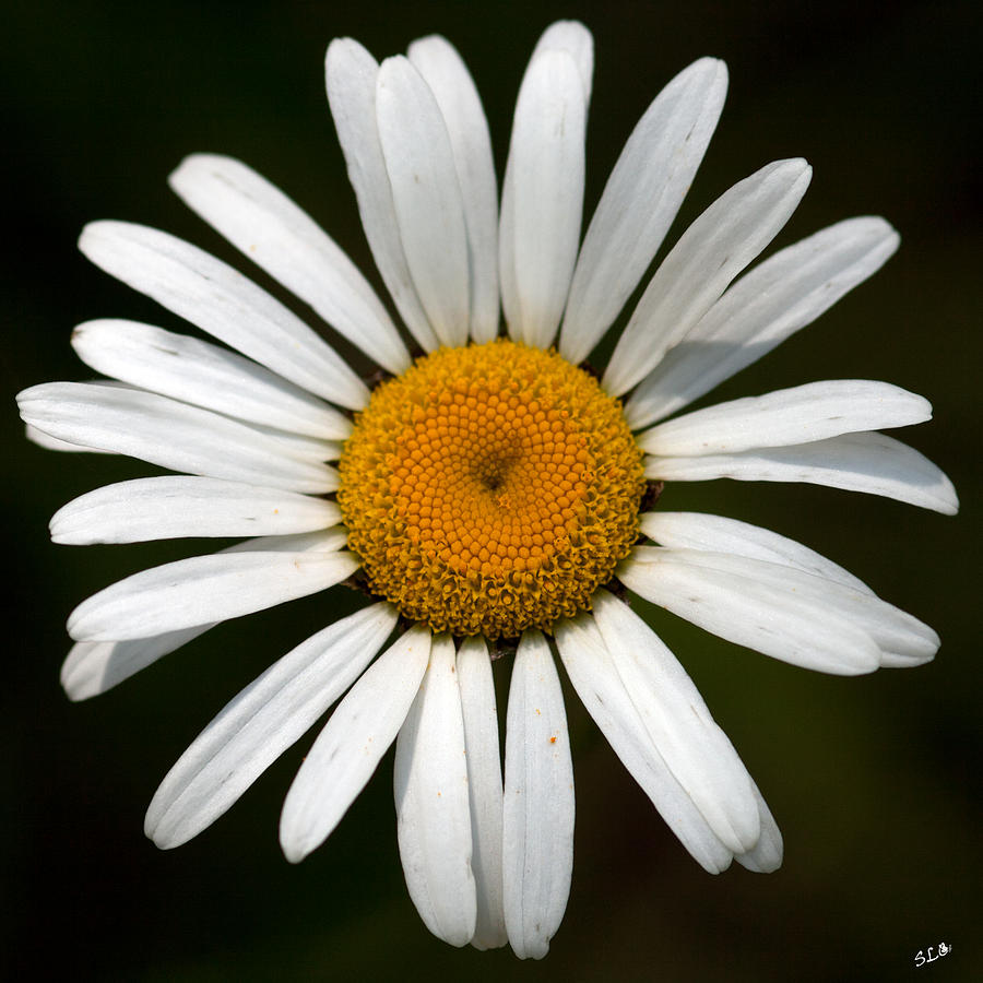 Daisy Photograph - Simply White by Sandra Clark