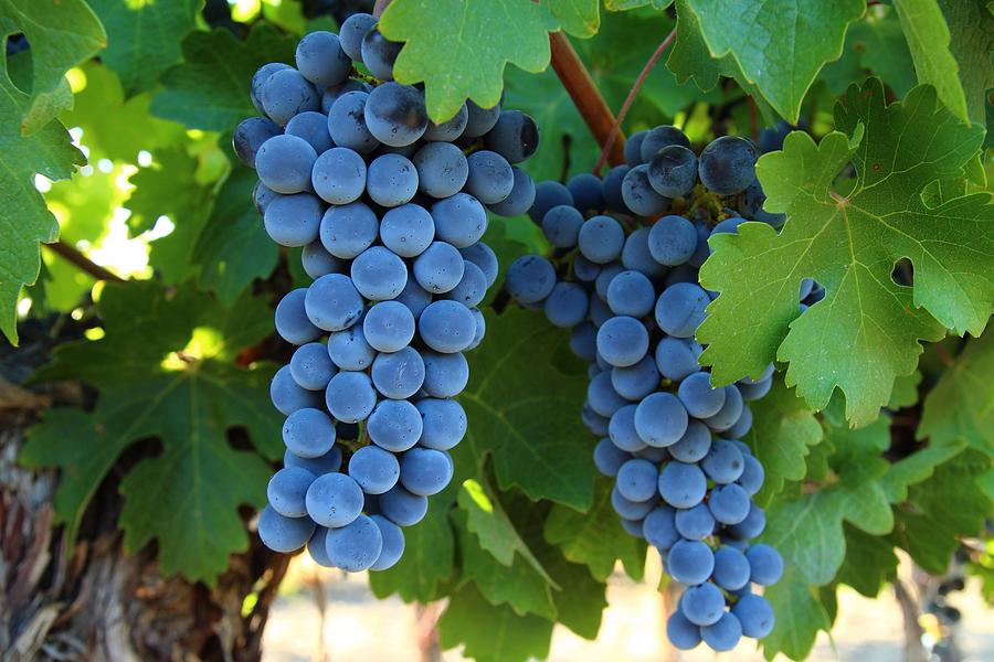 Simply wine grapes Photograph by Lynn Hopwood