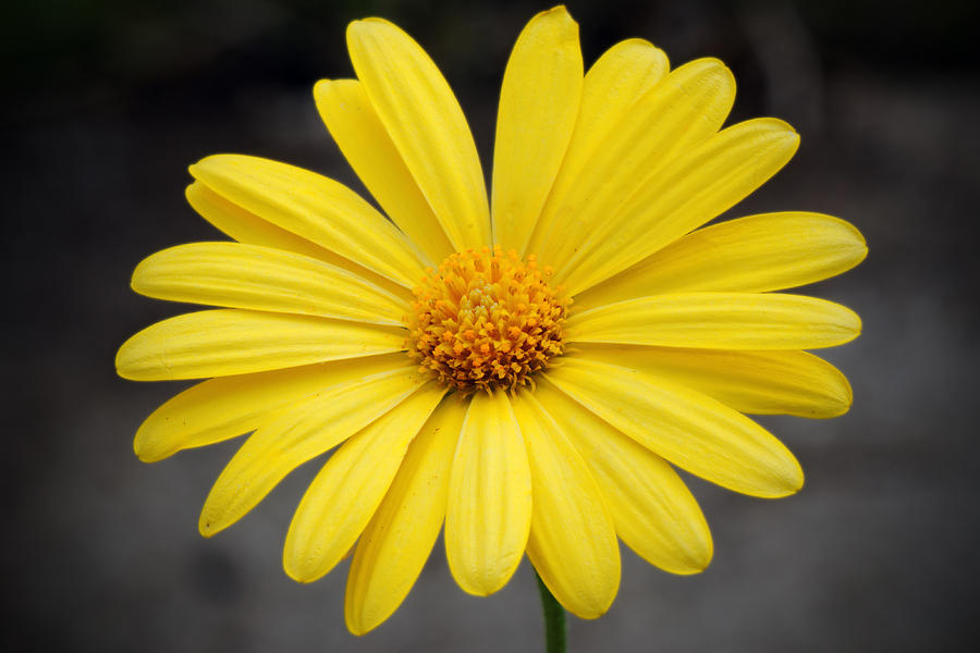 Flowers Still Life Photograph - Simply Yellow by Charles Feagans
