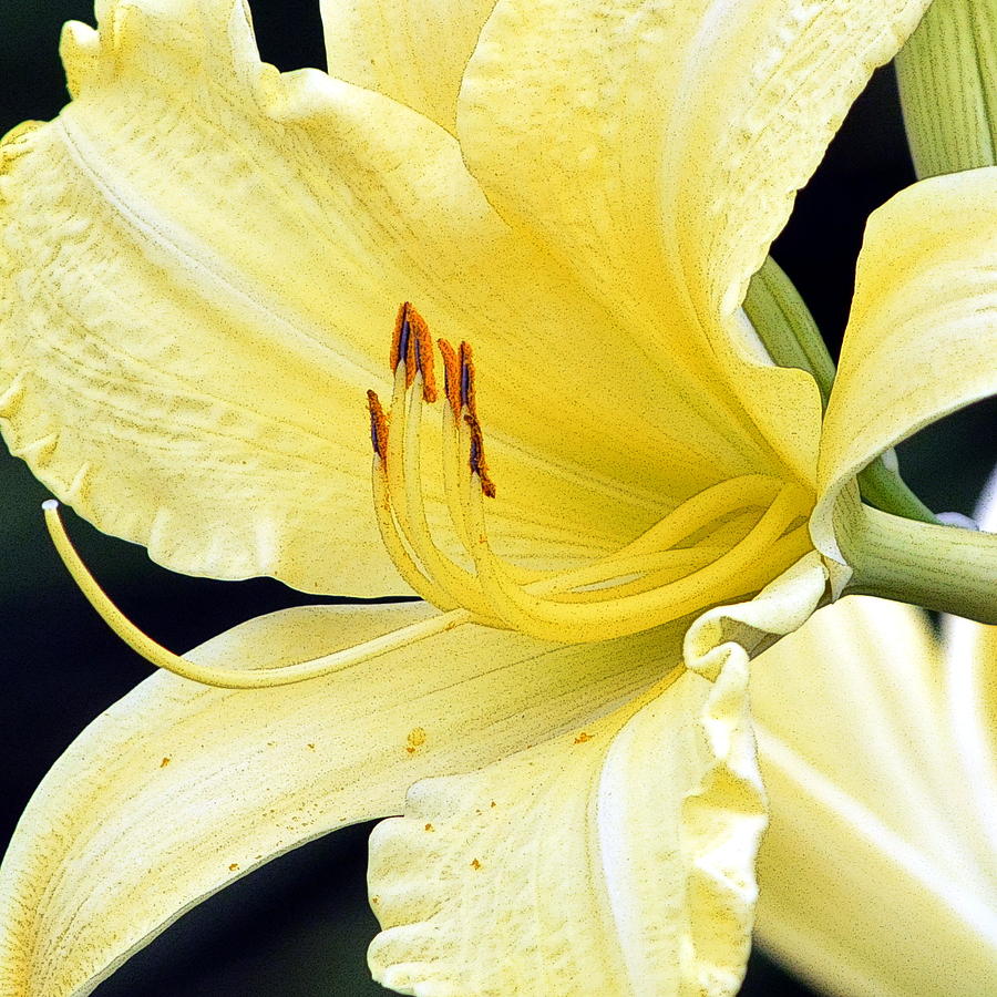 Lily Photograph - Simply Yellow Day Lily by Nicki Bennett