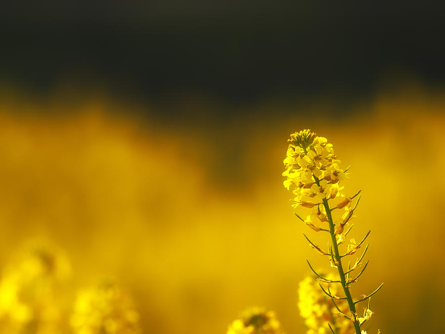 Simply Yellow by Stan Wojtaszek Simply Yellow by Stan Wojtaszek