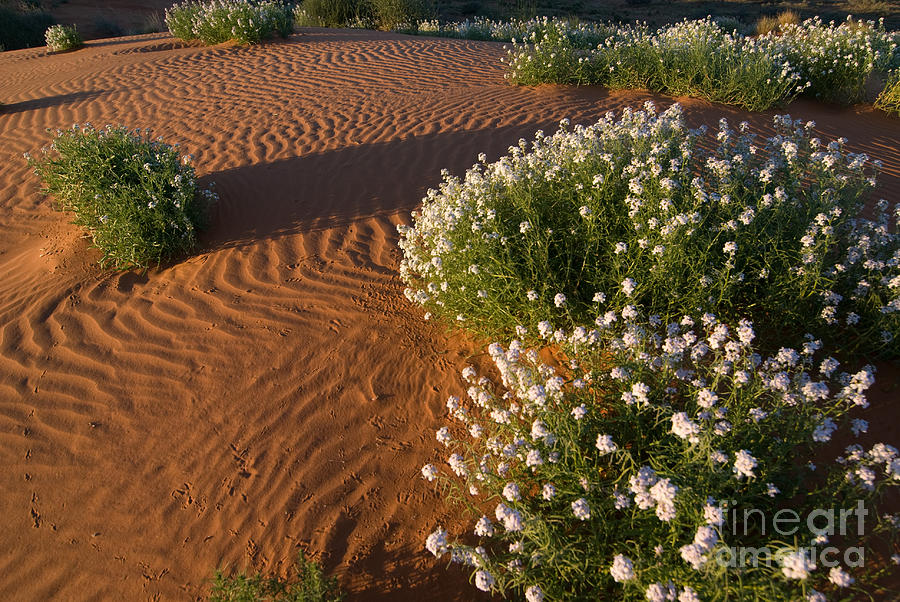 Simpson Desert Dune Art A Photograph by Peter Kneen