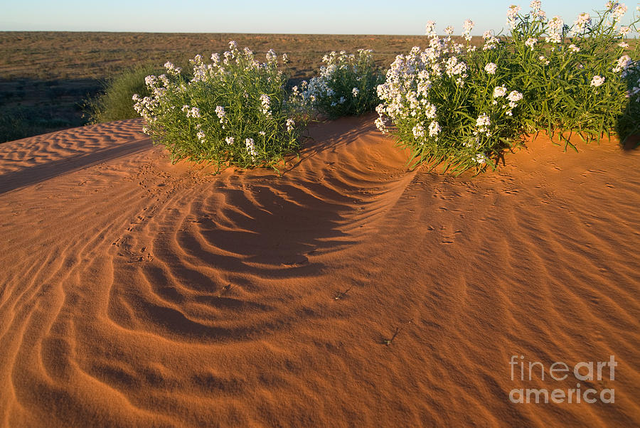 Simpson Desert Dune Art B Photograph by Peter Kneen