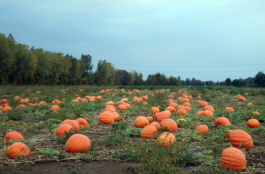 Sincere pumpkin patch Photograph by Larry Sobczak