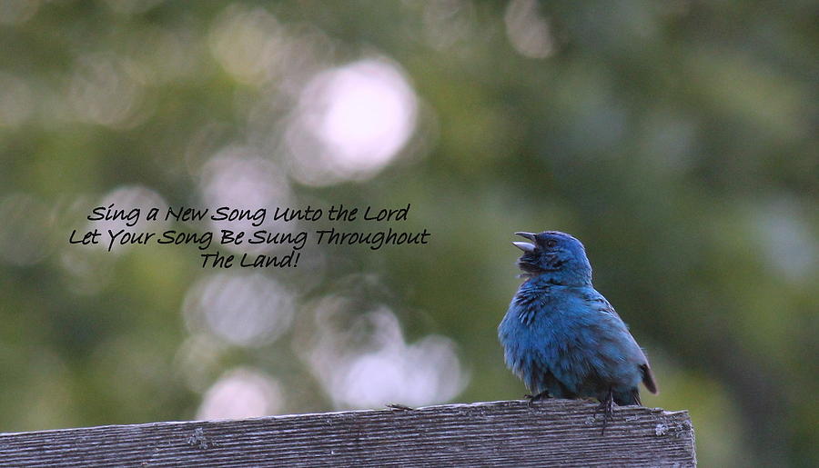 Nature Photograph - Sing a New Song by Rosanne Jordan