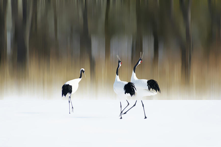 Crane Photograph - Sing A Song Of Love by Ikuo Iga